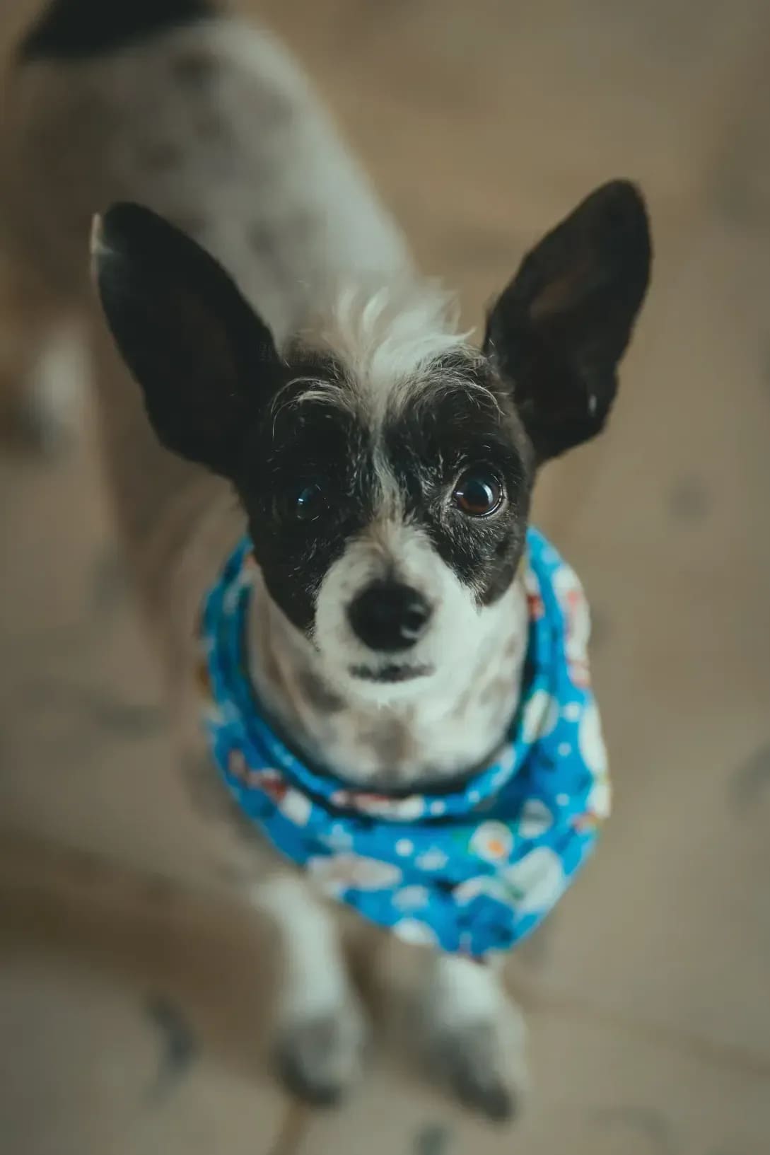 さくらペットグルーミング 12